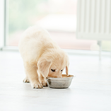 chien gamelle